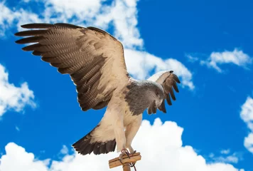Crédence de cuisine en plexiglas Aigle fier aigle sur fond de ciel bleu