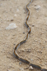 Rua de la Procesionaria del pino (Thaumetopoea pityocampa)