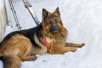 Rescue dog at Mountain Rescue Service