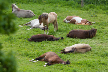 Islandpferde sind müde und schlafen im liegen auf einer grünen Wiese. Ein Pferd bewacht die Herde im stehen.