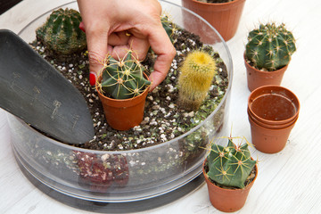 potted Various of small cactus in a glass pot