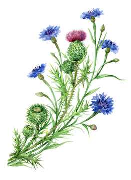 Thistle and cornflowers bunch.