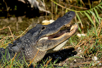 Alligator showing its teeth in the Florida Everglades.