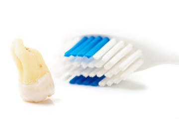 Extracted tooth and toothbrush