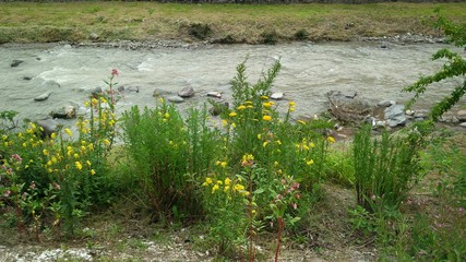 torrente e fiori