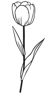 Contour tulip flower