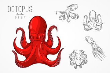 Template for logos, labels and emblems with outline silhouette octopus. Vector illustration.