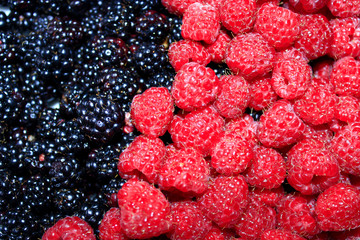 berries of blackberry and raspberry