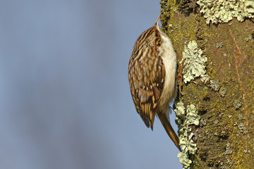 Tree creeper, Certhia Familiaris, climbing on a tree trunk looking for insects to feed on