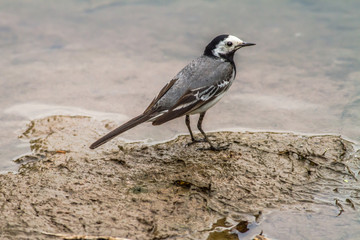 Bachstelze (Motacilla alba)