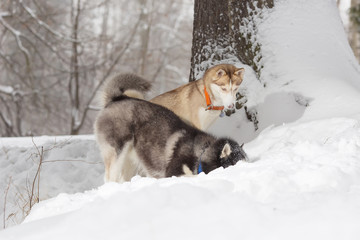 Two dogs looking in the snow. Huskies and husky