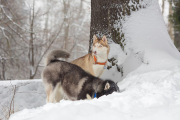 Two dogs looking in the snow. Huskies and husky