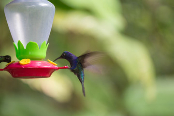 Hummingbird - Koliber © Rochu_2008