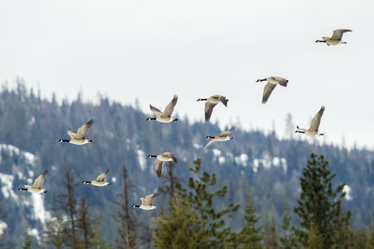 Geese flying in formation.