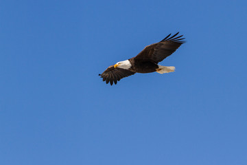 American Bald Eagle