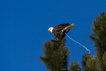 American Bald Eagle