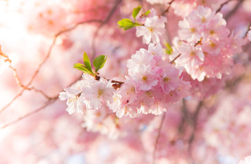 Spring border background with pink blossom