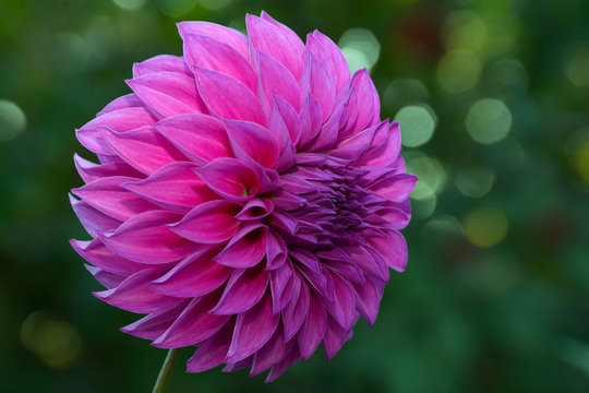 Beautiful Purple Dahlia Flower