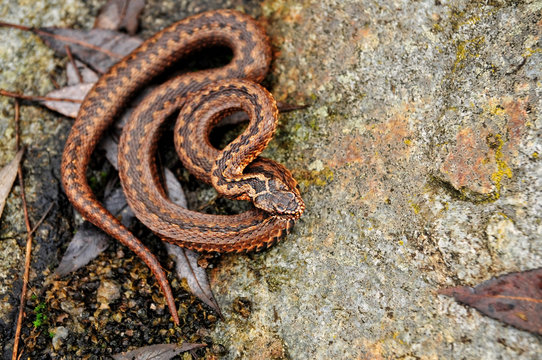 dangerous snake viper on rock, reptile