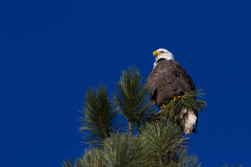 American Bald Eagle