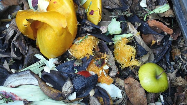 Fruits and vegetables decompose in a backyard compost bin.