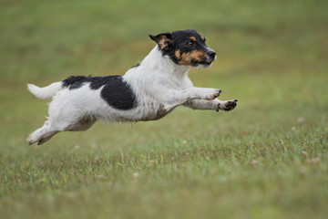 Fliegender Jack Russell Terrier Hund