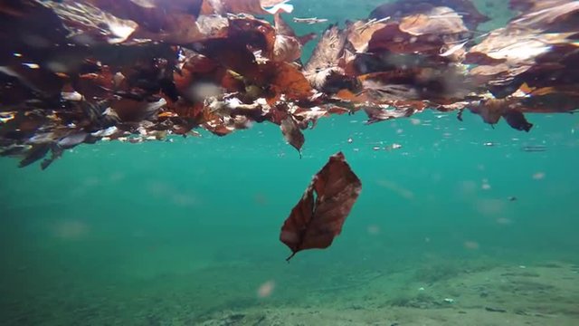 Leaves underwater POV