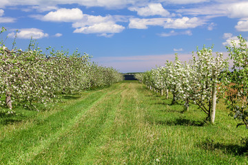 Fototapeta na wymiar Spring Orchard
