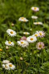Obraz na płótnie Canvas closeup of common daisies in bloom