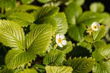 closeup of wild strawberry flowers and leaves