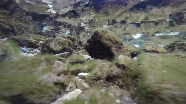 Moss covered underwater river floor