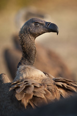 Vulture