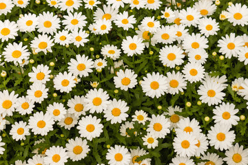 oxeye daisies background