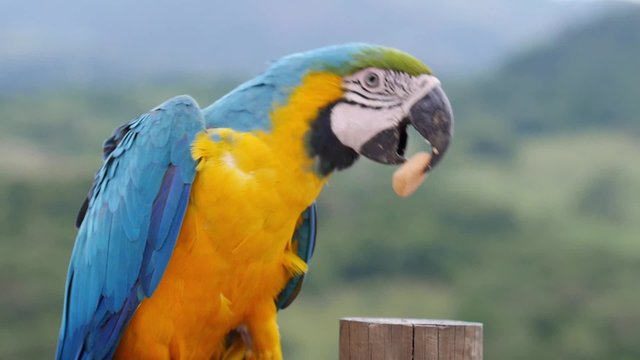 Macaw eating a cookie
