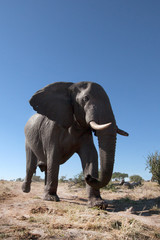 Fototapeta na wymiar Elephant in the bushveld