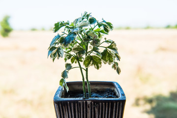 Little plant with country view