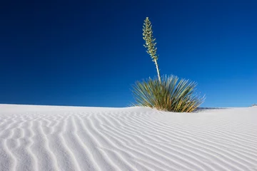  Yuccaplant bij White Sands National Monument © kateleigh