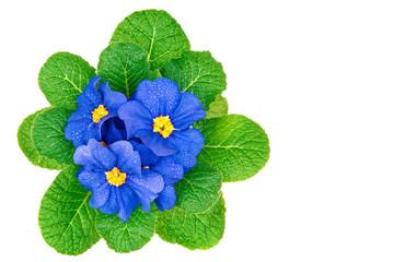 Beautiful fresh blue primula flower, right you can write some text 