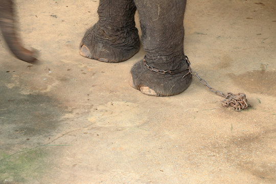 Elephant Chained