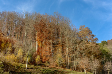 Collection of autumn forest. Autumn landscape