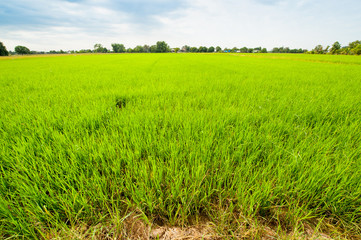 Rice cultivation in northern Thailand