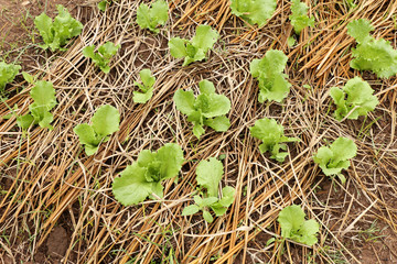 Planting Chinese cabbage in farm