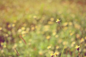 Flower in park,shallow depth of field.