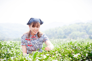 asian pretty tea-picking girl in plantation