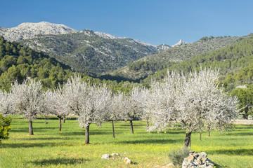 Fototapeta premium blossoming almond tree