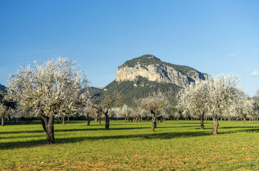 Fototapeta premium blossoming almond tree