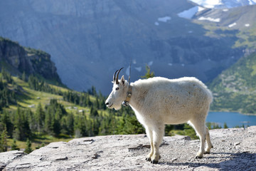 An adult  Mountain Goat (Oreamnos americanus) stands on a rock outcropping near Logan's Pass in Glacier National Park, USA. The  goat is tagged with a radio transmitter by the NPS.