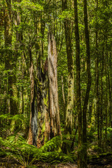 Dead tree trunk on the Honeysuckle Forest Track, Barrington Tops National Park, NSW, Australia