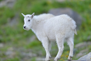 Obraz na płótnie Canvas Young Mountain Goat kid (Oreamnos americanus) stands on a rock outcropping near Logan's Pass in Glacier National Park, USA