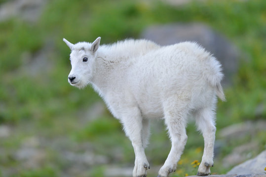 Young Mountain Goat kid (Oreamnos americanus) stands on a rock outcropping near Logan's Pass in Glacier National Park, USA